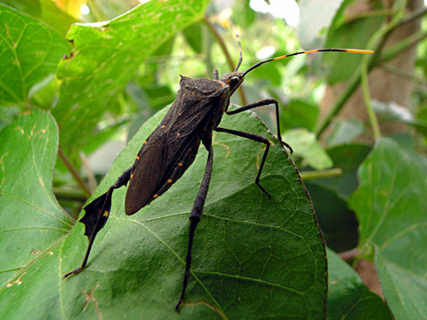 アシビロヘリカメムシ