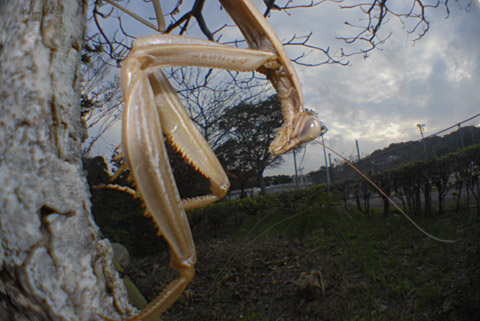 ムナビロカマキリ