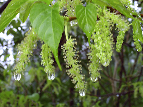 シマグワの花