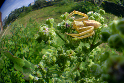 トガリシロスジグモ