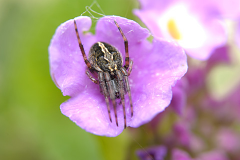 ホシスジオニグモ