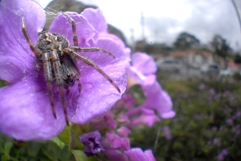 ホシスジオニグモ