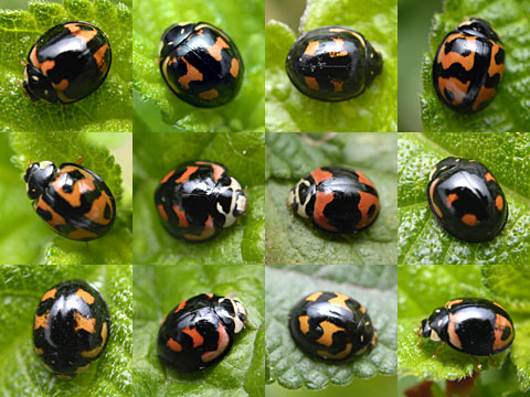 ダンダラテントウ