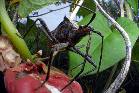 アシビロヘリカメムシ