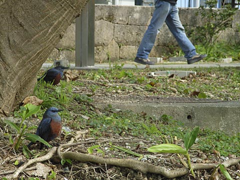 イソヒヨドリ雄