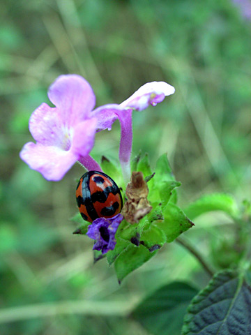 ダンダラテントウ