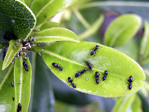 アシジロヒラフシアリ