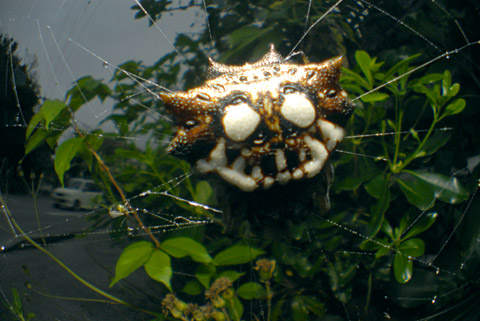 チブサトゲグモ