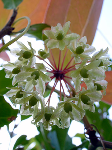 オキナワサルトリイバラ