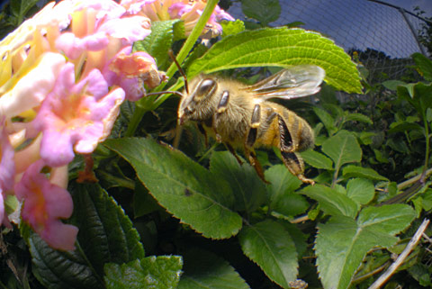 セイヨウミツバチ