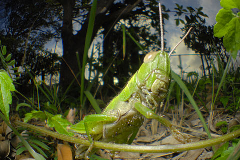 タイワンハネナガイナゴ